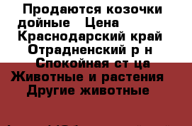 Продаются козочки дойные › Цена ­ 7 000 - Краснодарский край, Отрадненский р-н, Спокойная ст-ца Животные и растения » Другие животные   